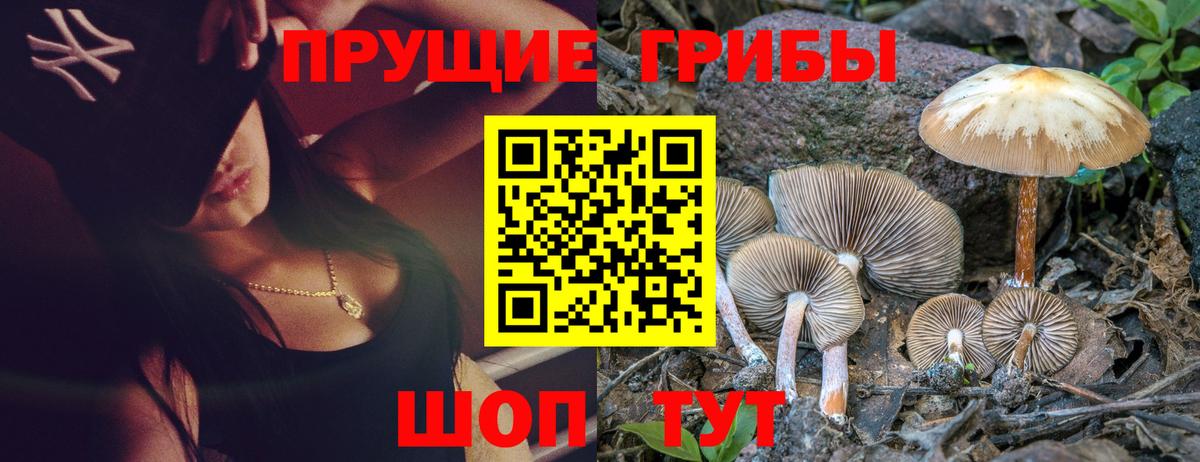 Псилоцибиновые грибы Psilocybe  Псилоцибиновые грибы прущие грибы  Вход с VPN  Междуреченск 